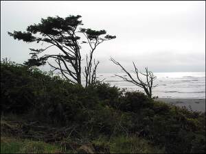 kalaloch-2.jpg