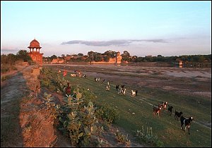 Cattle drive, Indian style.